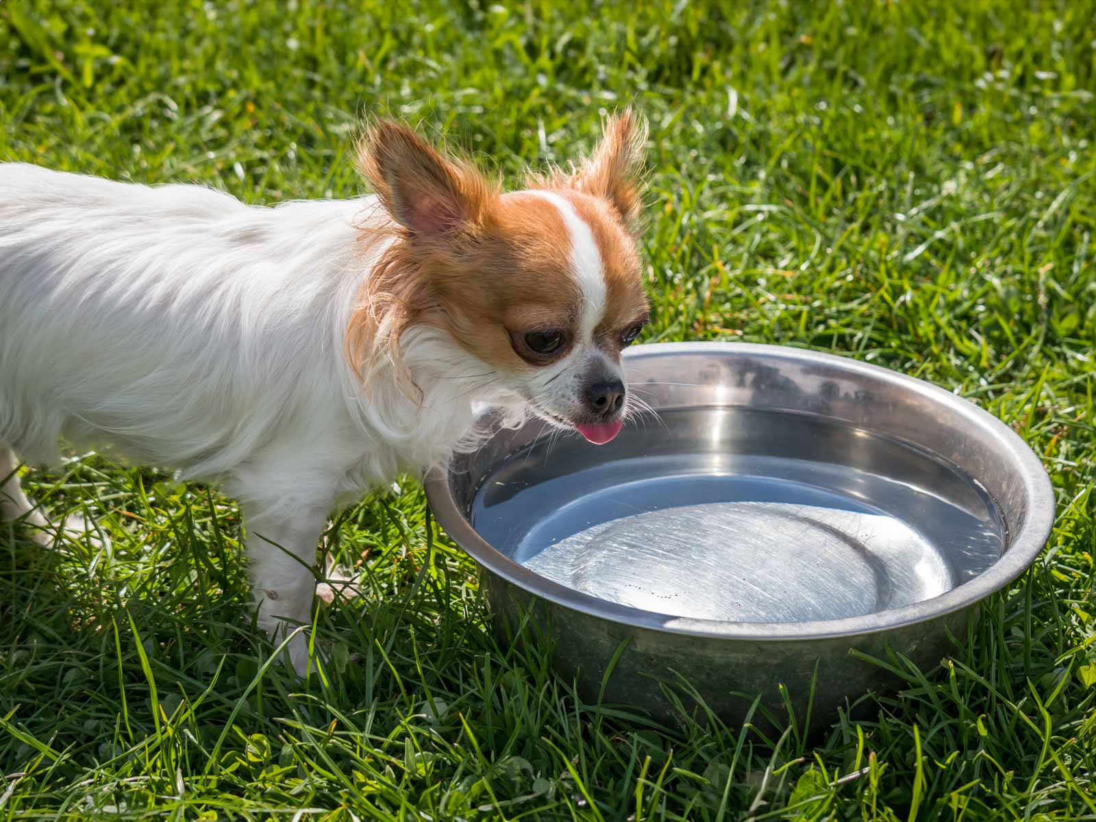 Small dog drinking at large water bowl.